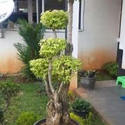 Bonsai Anting Putri Harga